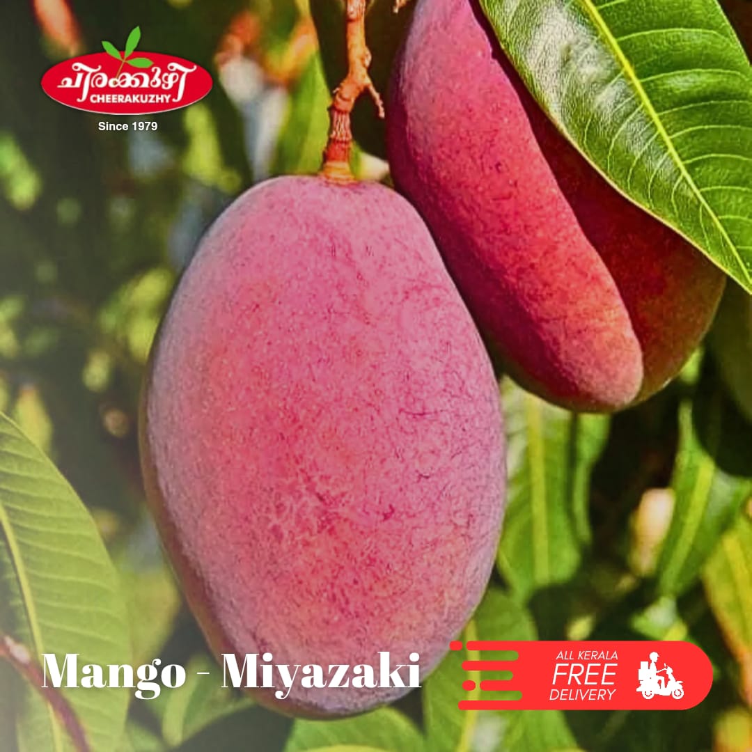 mango - miyazaki