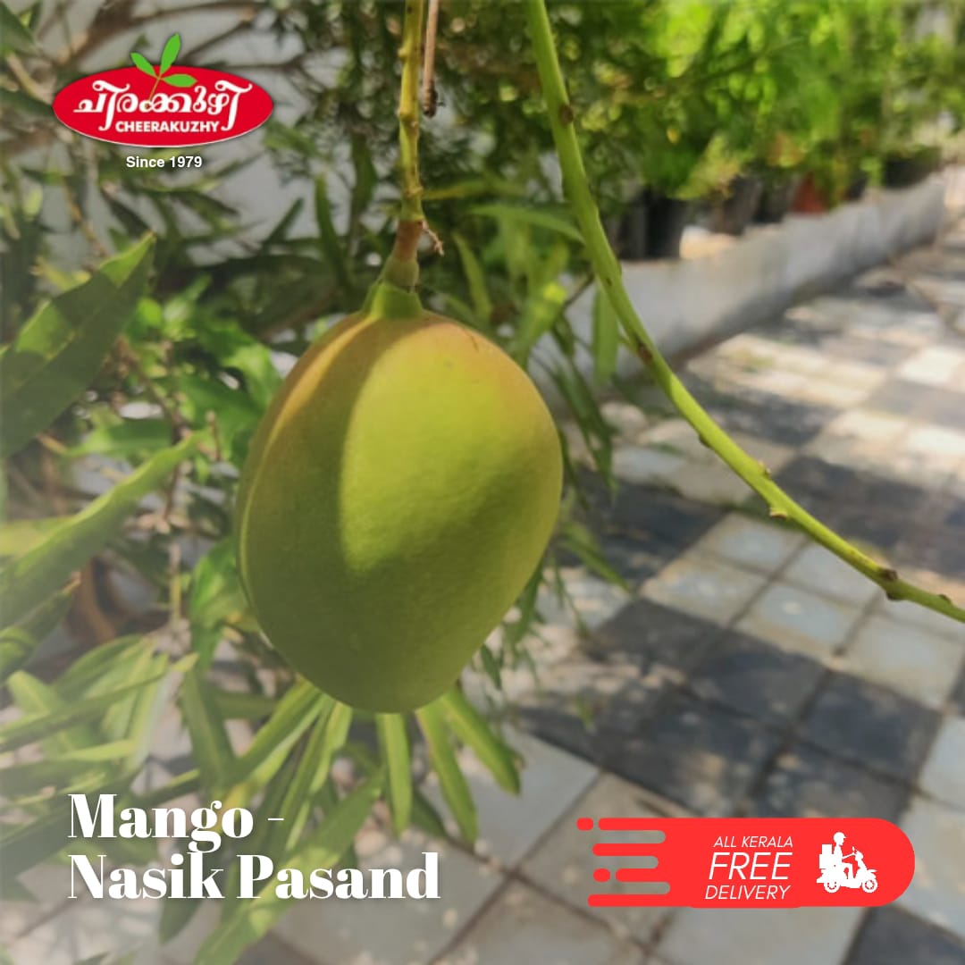 mango - nasikpasand