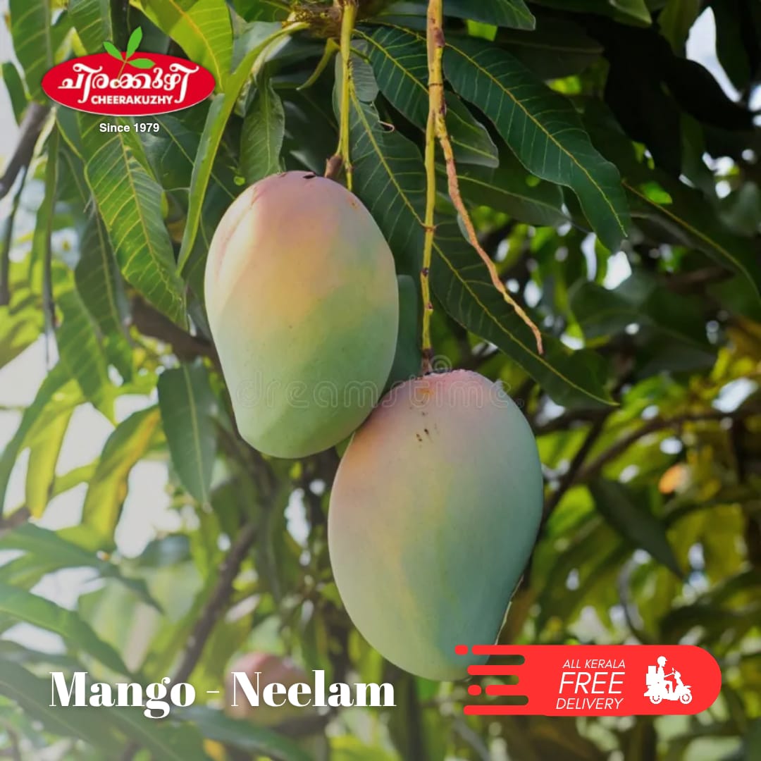 mango - neelam