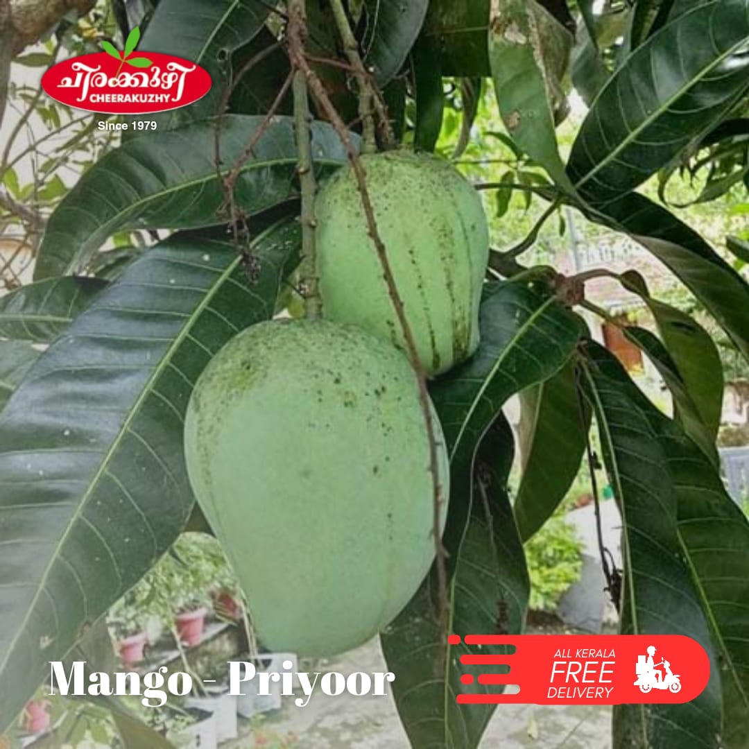 mango - priyoor