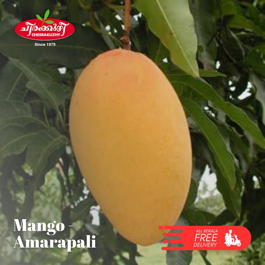 mango - amrapali