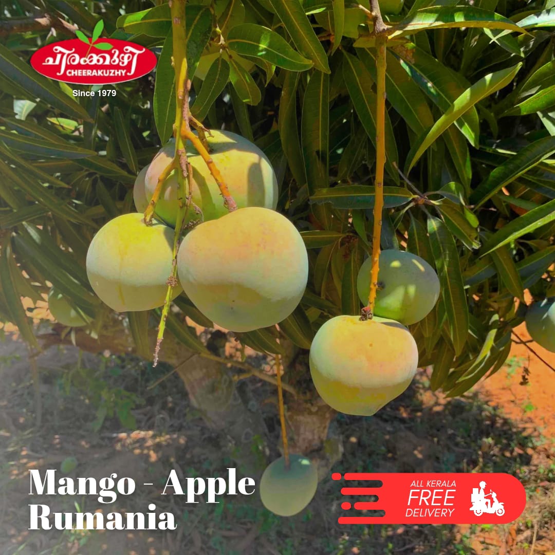 mango apple rumania