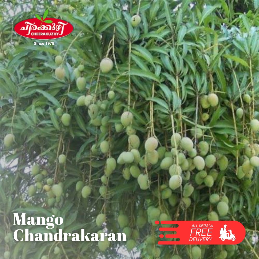mango chandrakkaran