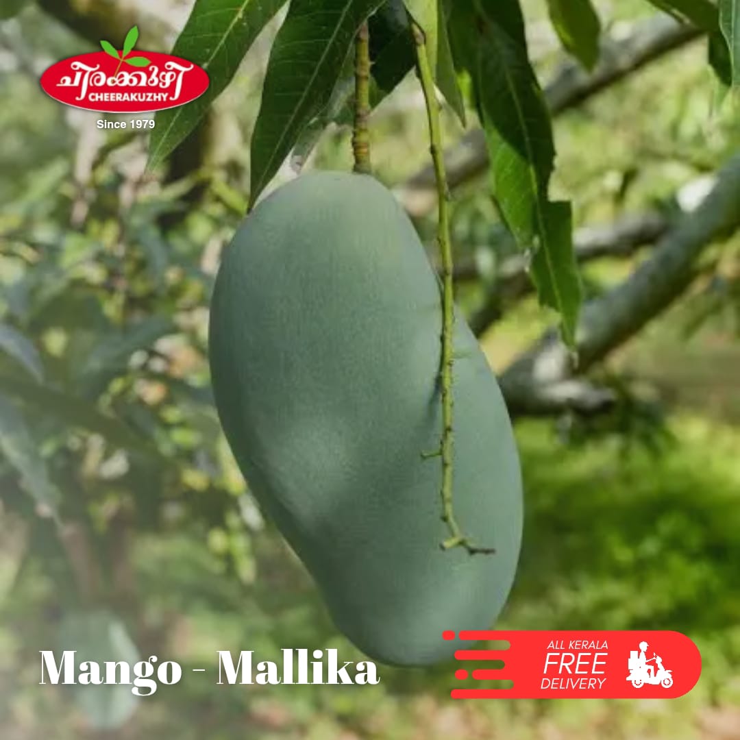 mango - mallika