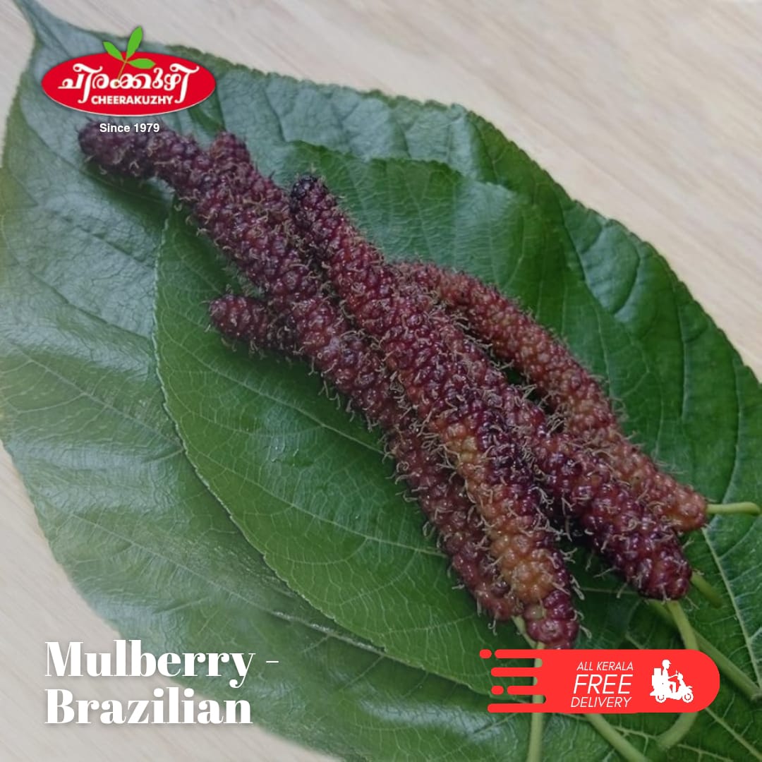mulberry - brazilian