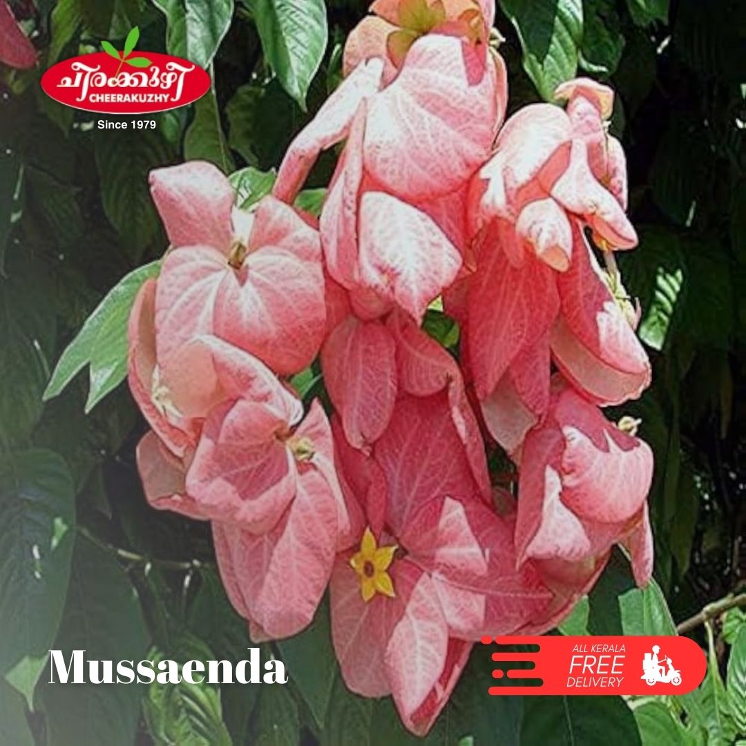 mussaenda