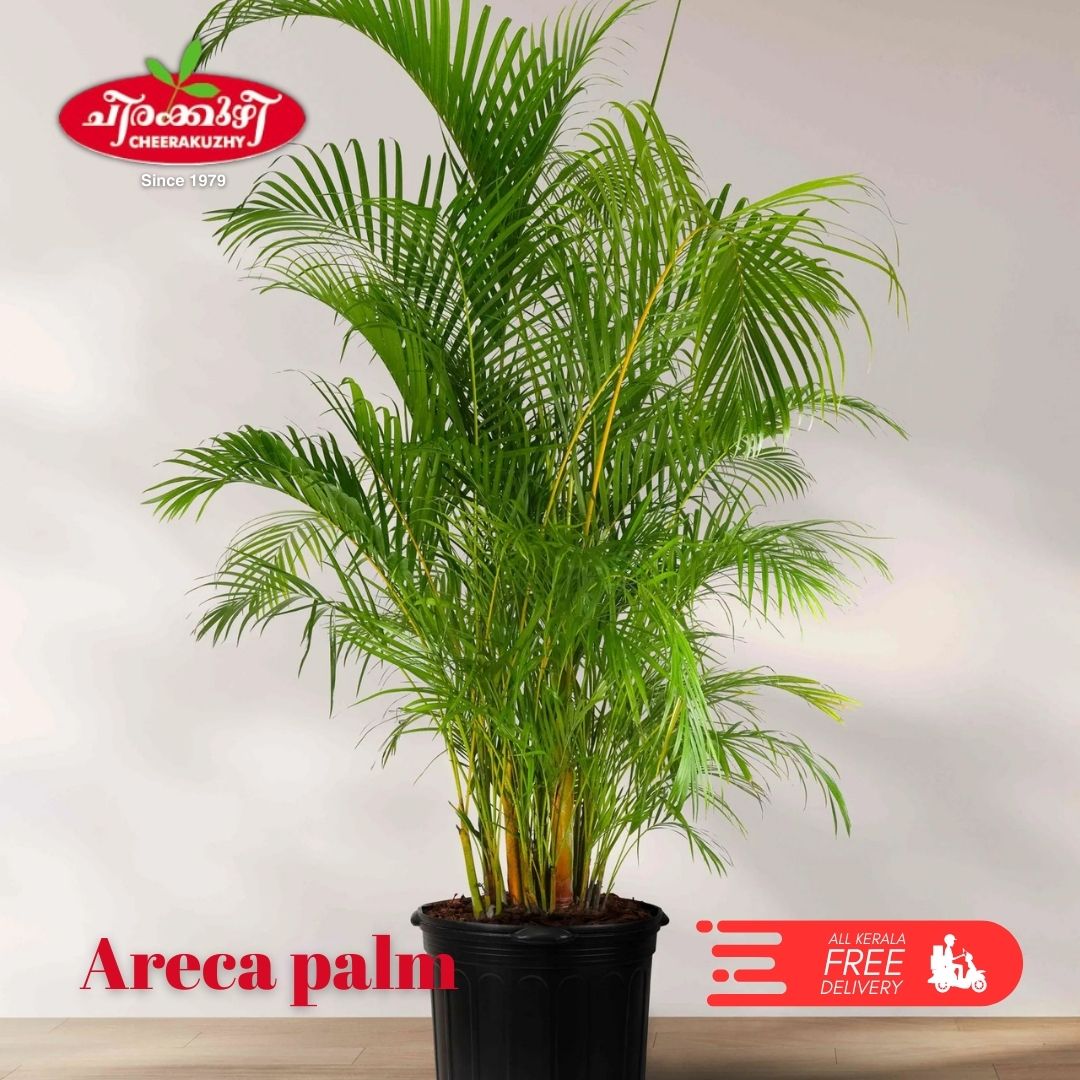 palm - areca palm