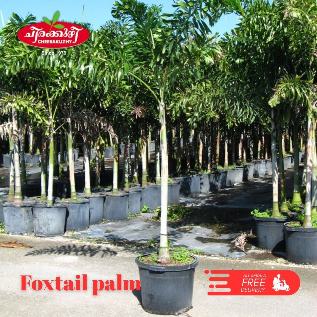 palm - foxtail