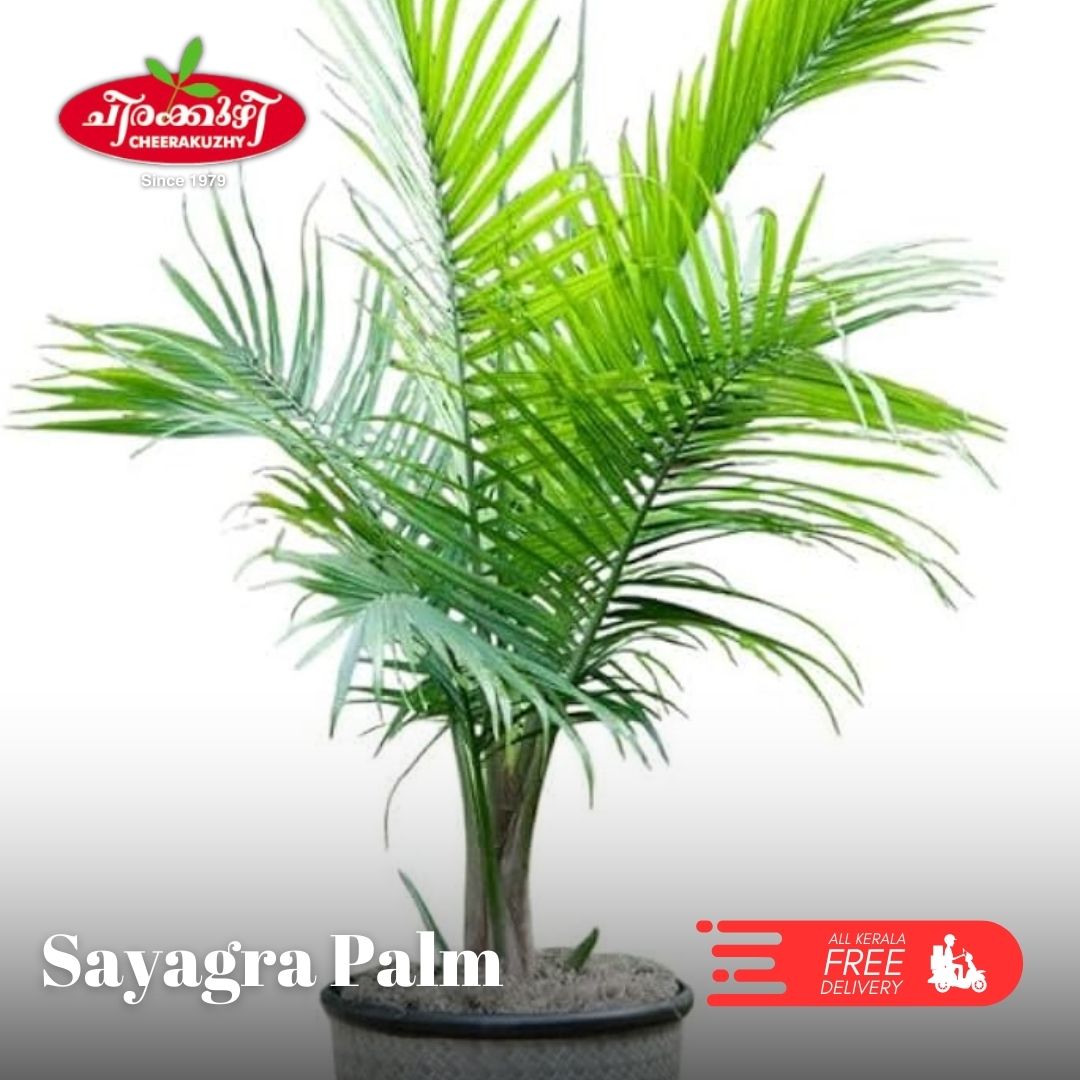 Palm - Syagrus Palm