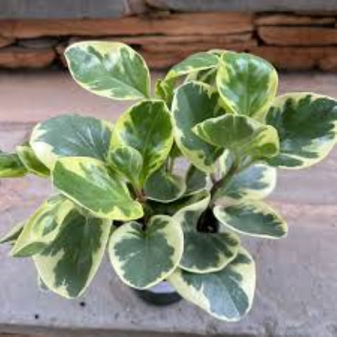 Peperomia