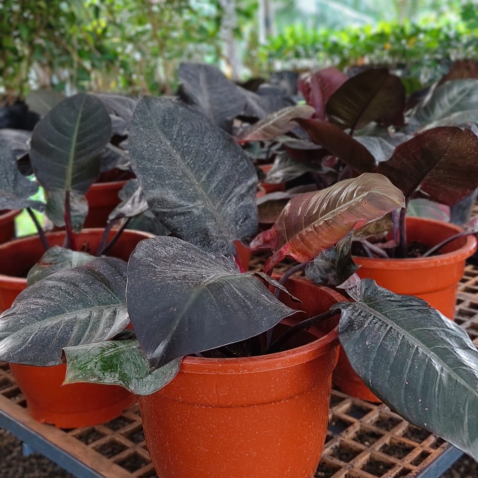Philodendron Black Cardinal