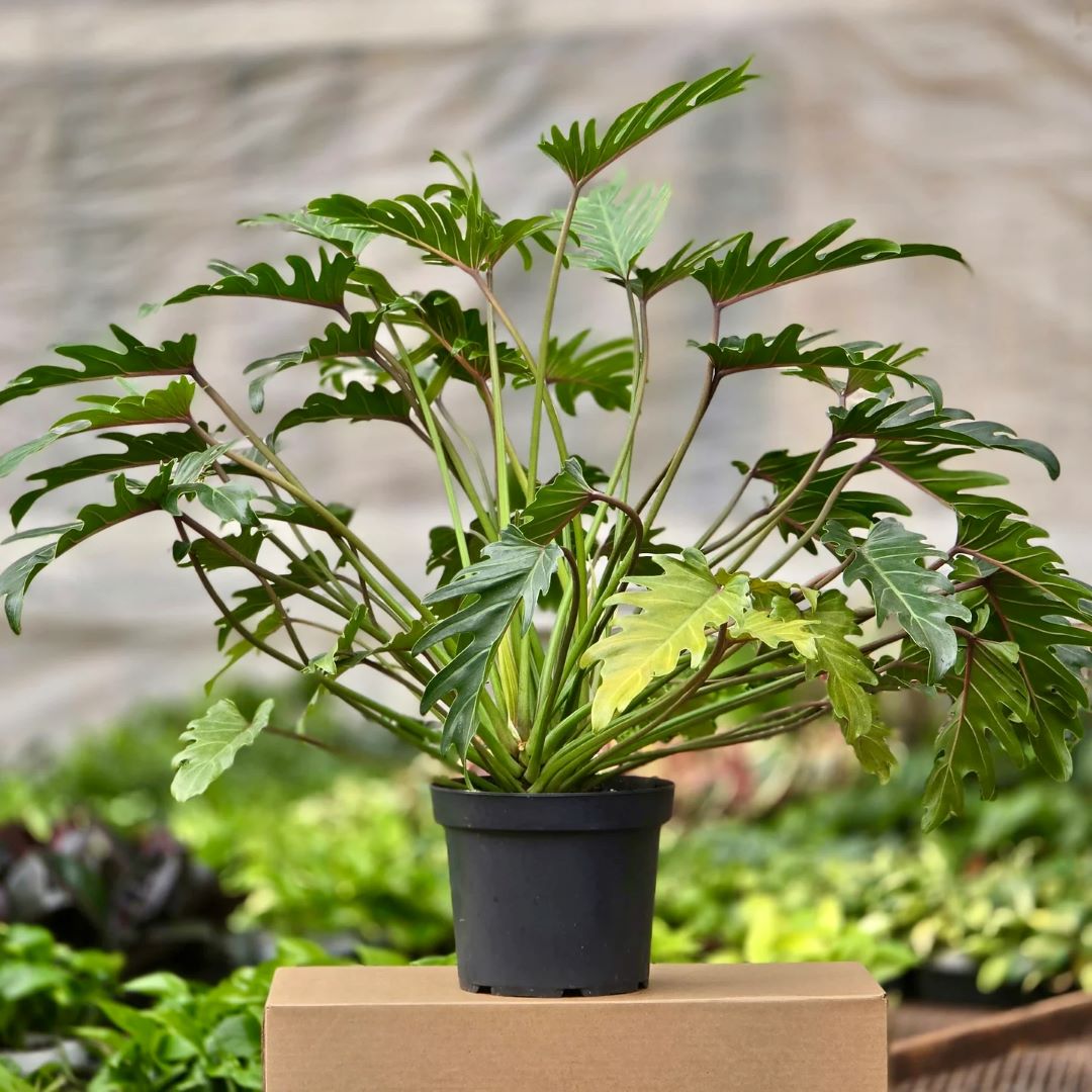 Philodendron - Xanadu