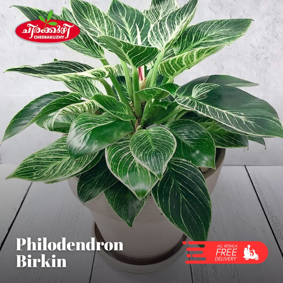 Philodendron - Birkin