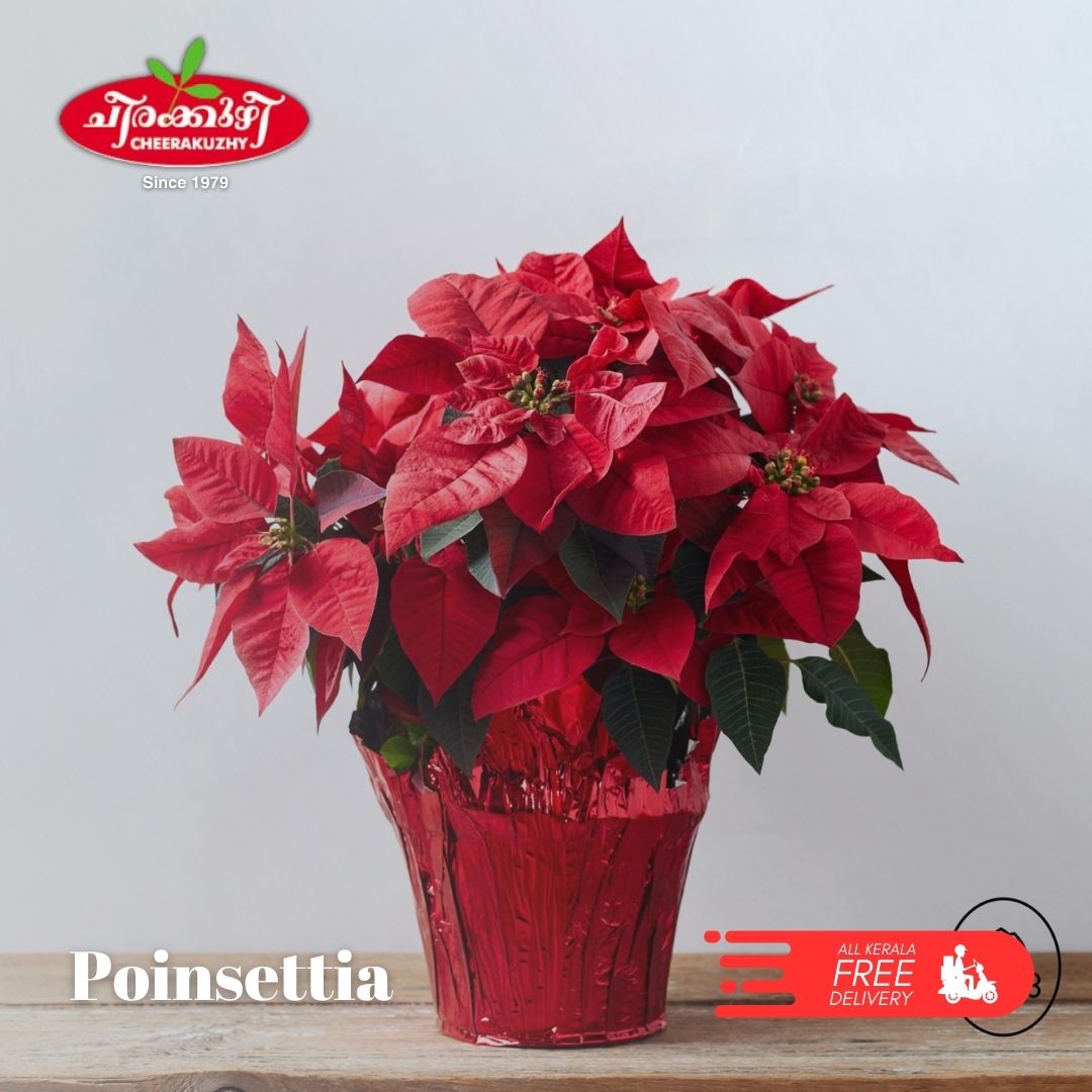 poinsettia