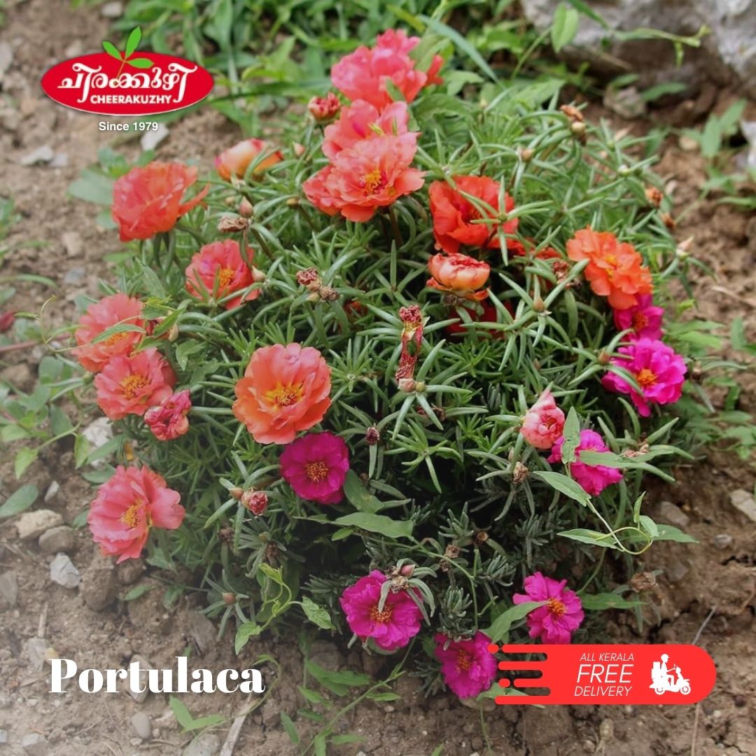 portulaca