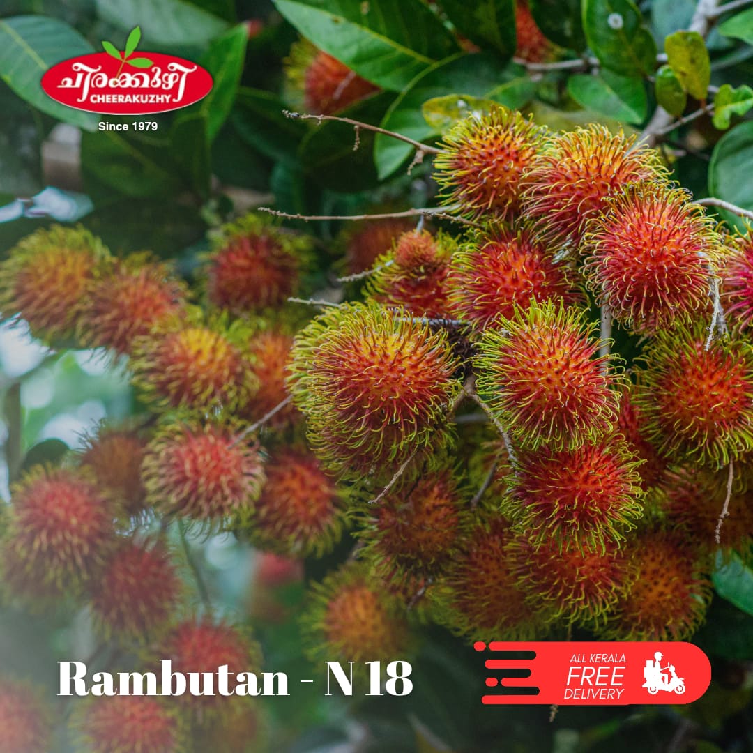 rambuttan - n18 (home grown)