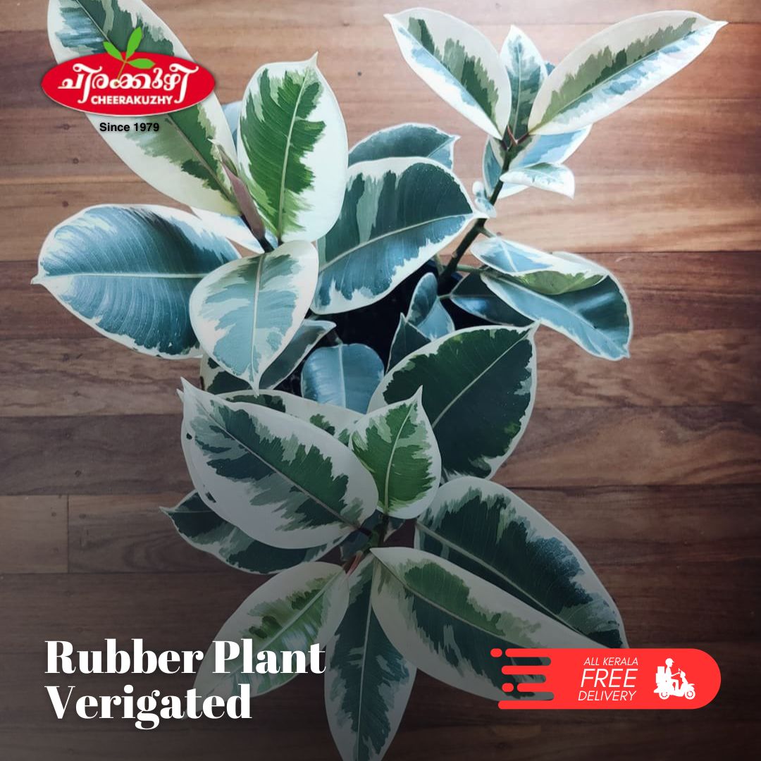 Rubber Plant - Veriegated