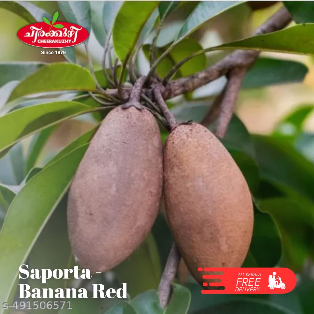 saporta - banana