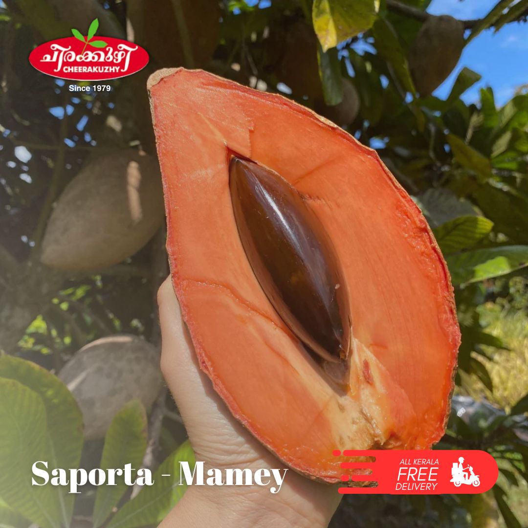 saporta - mamey