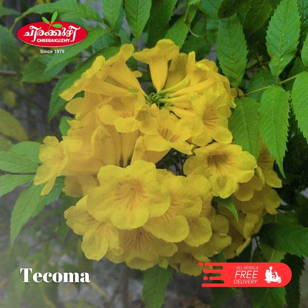Tecoma