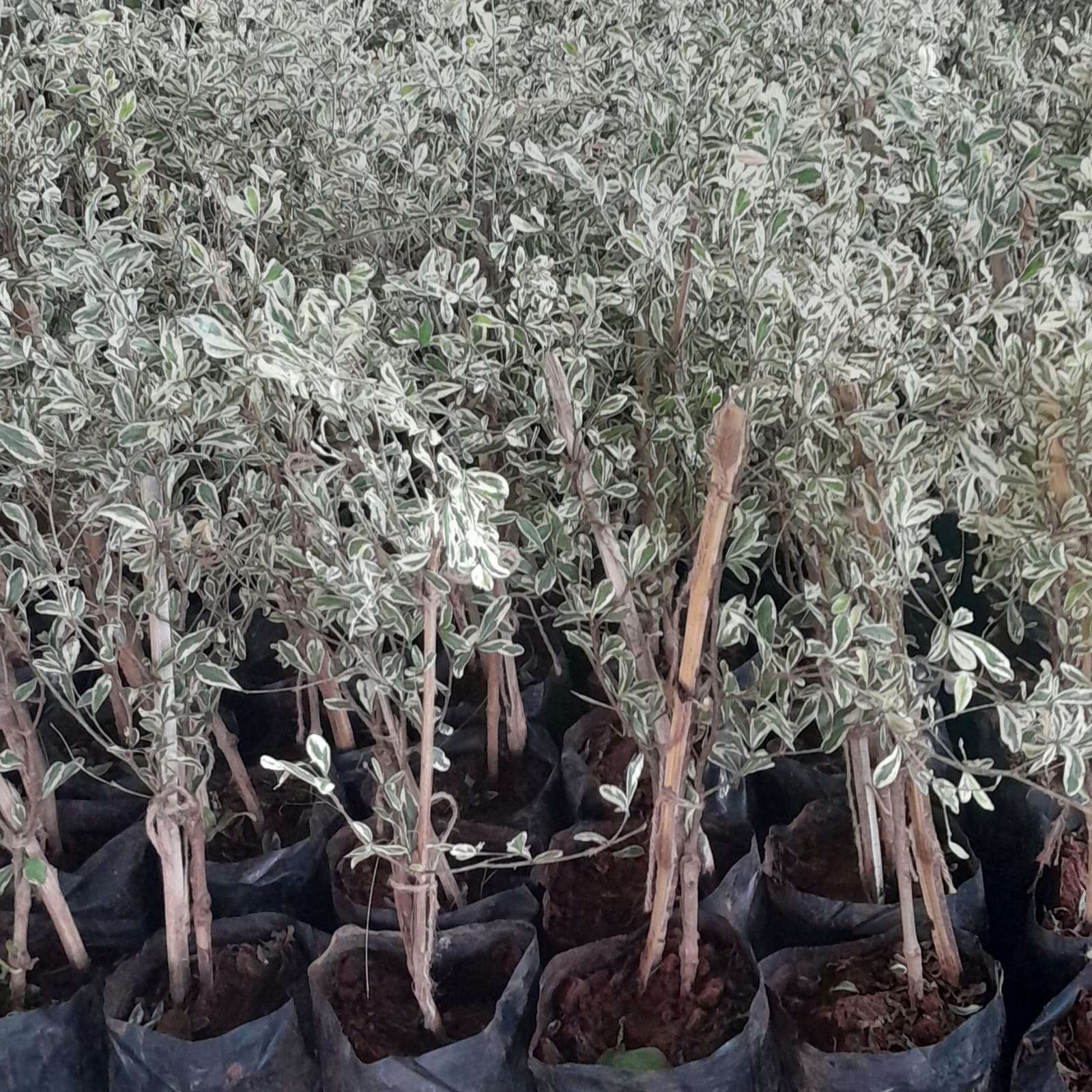 Terminalia Mantaly - Veriegated