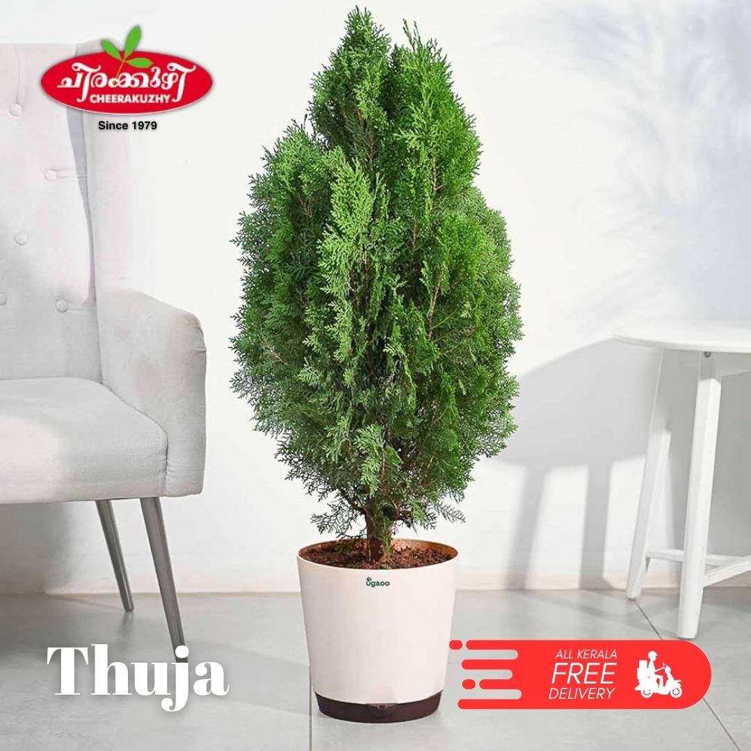 Thuja