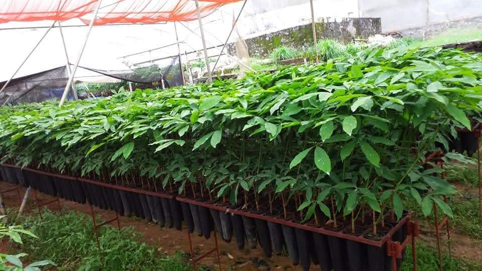 Wonder Root Trainer Rubber Plants (RRII-430)