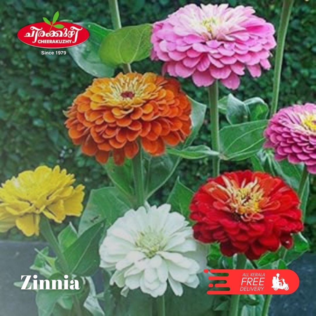 zinnia